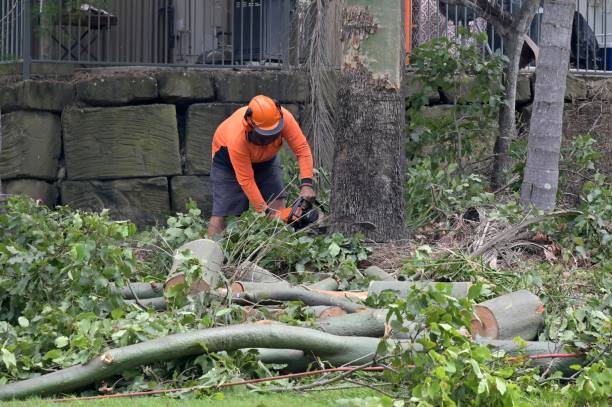 Best Emergency Storm Tree Removal  in Altoona, WI